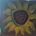 Sunnyflower 