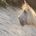 Horses horses horses
