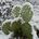 A Desert Plant in a Canadian Winter