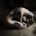 Faceless