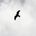 Like a bird 