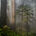 Old Growth