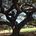 Trees of shade 