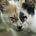 Wilma The Philippines Kitten