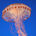 Jelly-fish