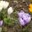 Spring Crocus