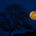 The Night Owl