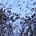 A murder of crows
