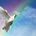 White Doves: