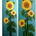 Sunflower of my Dream