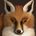 Little Fox