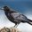 The Raven