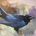Heaven Bound Raven
