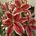 Lillies