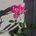 November Rose 