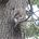 Bold Squirrel