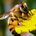Bees