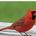 Red bird