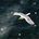 Seagull