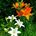 My Love is like a Lily