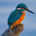 The Kingfisher