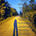 Lone walker 