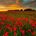 The flower of our fallen