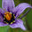 Nightshade